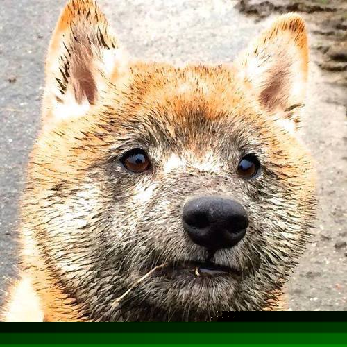 利拉德爆发，湖人一波带走吉林队，当NBA巨星遇上CBA劲旅的梦幻对决